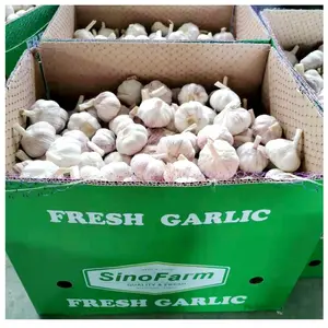 Fresh Garlic New Season Normal White And Pure White Garlic Ajo Alho Ail Export From Garlic Exporters In China