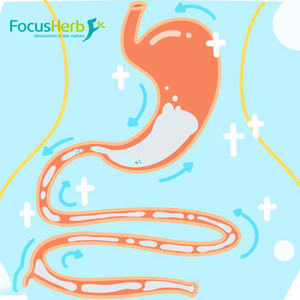 Focusherb ผงแครอทสีดำ E50สารสกัดจากแครอทสีดำ - Product Image 3