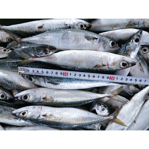 <span class=keywords><strong>Maquereau</strong></span> du Pacifique Congelé, Poisson Congelé, <span class=keywords><strong>Maquereau</strong></span> 400-600g, Vente en Gros de Fruits de Mer - Product Image 5