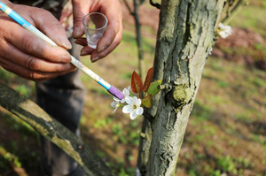 Fabrika Doğrudan Sıcak Satış Armut Poleni Bitki Ekstresi |   Meyve Ağaçları Yapay Tozlaşma İçin Özel Olarak Kullanılan Yüksek Aktiflikte Hammadde - Product Image 6