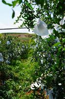 Sacs de protection pour fruits de goyave biodégradables et écologiques, fabriqués sur mesure en Chine, avec impression flexo pour la plantation spécialisée