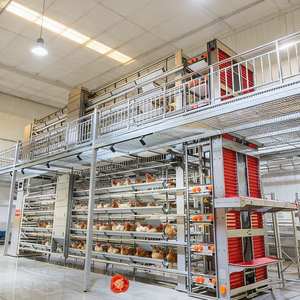 Jaula para Gallinas Ponedoras <span class=keywords><strong>de</strong></span> <span class=keywords><strong>Segunda</strong></span> Mano Lista para Enviar, Puerta Automática para Gallinero, Ideal para Granjas <span class=keywords><strong>de</strong></span> Producción <span class=keywords><strong>de</strong></span> Huevos - Product Image 1