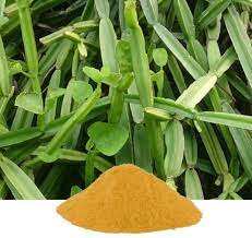 Hot Sale Cissus Quadrangularis <b>Extract</b> Powder Wholesale Cissus Quadrangularis <b>Extract</b> - Product Image 3