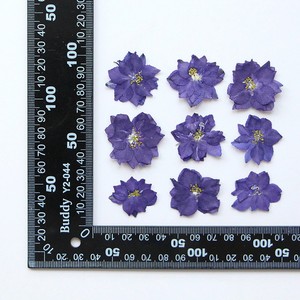 Flores Secas <span class=keywords><strong>de</strong></span> Houldstooth, Flores Prensadas para Manualidades, Marcador con Relieve, Flores Secas en Goma, Carcasa <span class=keywords><strong>de</strong></span> Teléfono con Flores Secas, Especímenes <span class=keywords><strong>de</strong></span> Plantas - Product Image 6