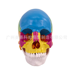 Modèle de crâne coloré détachable en 22 pièces, taille réelle 1:1, pour usage médical, cosmétique et dentaire. - Product Image 2