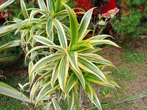 ต้นดรากีน่า พลีโอเมล แองกัสติโฟเลีย: ผู้จัดจำหน่ายต้นไม้ประดับในร่มคุณภาพพรีเมียม ใบไม้เขตร้อน - Product Image 2