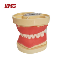 Modelo de dientes para enseñanza Dental infantil, modelo de diente de demostración tipodno estándar