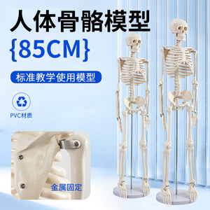 Modelo de Esqueleto Humano de 85 cm, Modelo Humano de Tamaño Real, Modelo de Enseñanza de Esqueleto Adulto Pequeño, Modelo de Columna Vertebral - Product Image 2