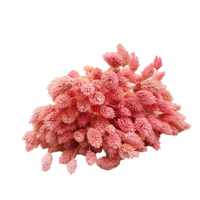 Fleurs séchées du fabricant : Queue de lapin rose corail (Lagurus), style pampa, touffe moelleuse, pour décoration intérieure, réutilisable