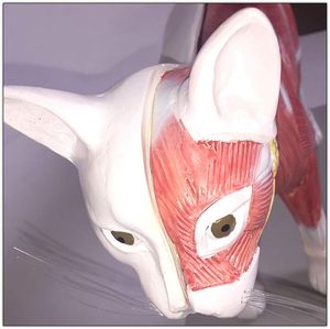 Modelo <span class=keywords><strong>de</strong></span> Anatomía <span class=keywords><strong>de</strong></span> Gato - Espécimen <span class=keywords><strong>de</strong></span> Órganos Viscerales Felinos Desmontable <span class=keywords><strong>de</strong></span> PVC con Base <span class=keywords><strong>de</strong></span> Exhibición para Enseñanza Veterinaria - Product Image 5