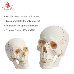Modelo de cráneo de suturas humanas de tamaño natural humano FRT020 modelo de cráneo de anatomía médica Conexión de resorte telescópico a la mandíbula inferior - Product Image 4