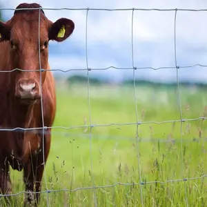 Prix bon marché haut 1.8m noeud de charnière noeud fixe 50m 100m rouleaux clôture de terrain de haute qualité sur la ferme pour la chèvre et le bétail utilisant