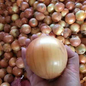 Diskon besar bawang segar 2023 tanaman kuning dan Bawang Merah dari Tiongkok asal Gansu bawang kualitas terbaik