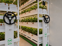 Serres agricoles multi-chapelles avancées Reinfa FarmBox de grande taille pour la culture de fraises en conteneurs