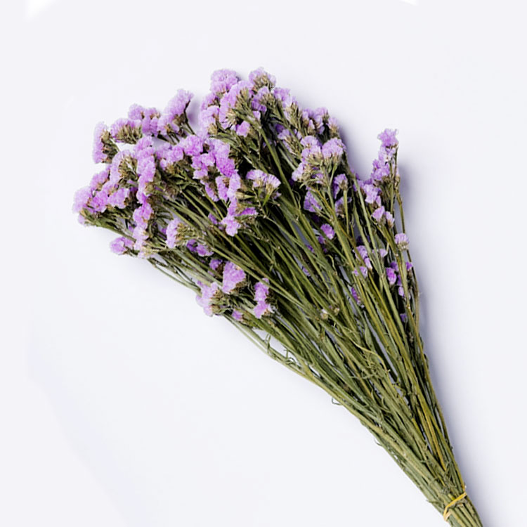 สีม่วงอ่อน