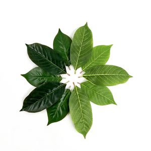 Feuilles de Magnolia Artificielles Guanyi en Soie Douce, Décoration Végétale Verte, Accessoires de Noël et de Mariage, Décoration Intérieure, Accessoires de Photographie - Product Image 2