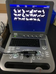 Meilleure vente : Échographie portable 2D 3D pour animaux, échographie pour hôpital vétérinaire - Product Image 3