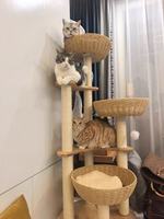 Arbre à chat de luxe robuste personnalisé OEM, avec maisonnette confortable, griffoir en sisal et centre d'activités d'escalade anti-ennui