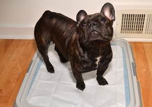 Nouveau produit : Rouleau de tapis d'entraînement jetable 100 % coton pour chiens et chiots, conception personnalisée, usine OEM ODM - Product Image 4