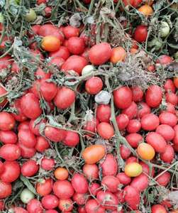 Gros Frais En Conserve pâte de tomate fabricants - Product Image 5