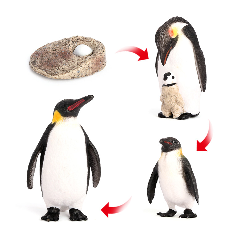2481 Cycle de vie des pingouins