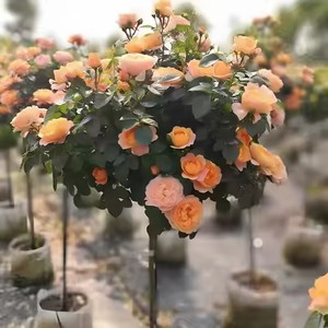 PFT Arbre à <span class=keywords><strong>roses</strong></span> arborescent à grandes fleurs, type souche ancienne, souche haute, souche de rose, pour greffage de <span class=keywords><strong>roses</strong></span> - Product Image 4