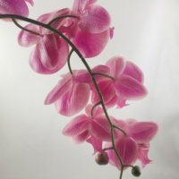 Arrangement de papillon orchidée dans un pot de ciment Pièce maîtresse de fleur Phalaenopsis Plantes artificielles et verdure