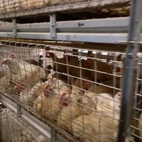 Cage d'élevage automatique de poulet de chair de volaille de type h avec ceinture à fumier automatique système d'alimentation automatique aux Philippines