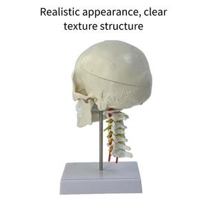 脳神経科教育医学のための頸椎を持つ1:1頭蓋脳解剖モデル人間の頭蓋骨 - Product Image 3
