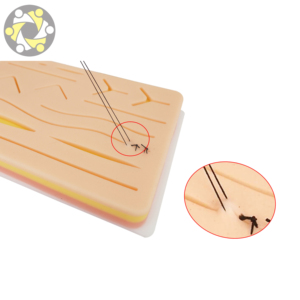 Modelo de Práctica de Sutura Cutánea para Educación Médica, Tipo Otro, Modelo E0302 - Product Image 5