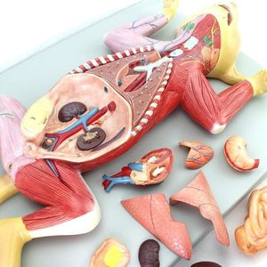 Modelos de torso y <span class=keywords><strong>esqueleto</strong></span>, modelo de gato anatómico, modelo de Anatomía de gato de tamaño real, Entrenamiento Educativo médico, material didáctico - Product Image 4