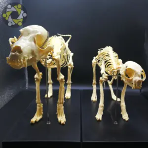 医学生物教学动物猫犬骨架模型研究