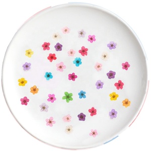 Fleur pressée naturelle Spiraea Veitchii Meadow Sweet Nail Crafts, faite à la main, écologique, dans un cadre - Product Image 1