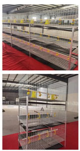 Yüksek verimli yumurta üretimi için ticari profesyonel sınıf yılında kanatlı ve tavuk kümesi için kümes hayvancılığı katmanlı kafes - Product Image 5