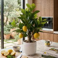 Offre Spéciale : Plante Artificielle Mini Bonsaï Citron Réaliste Faite à la Main pour Décoration Maison et Jardin – Idéale Thanksgiving, Pâques, Noël