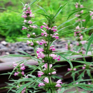 Alta Qualidade Pure Natural Orgânica Erva Extrato <span class=keywords><strong>Motherwort</strong></span> Extrato Em Pó - Product Image 2