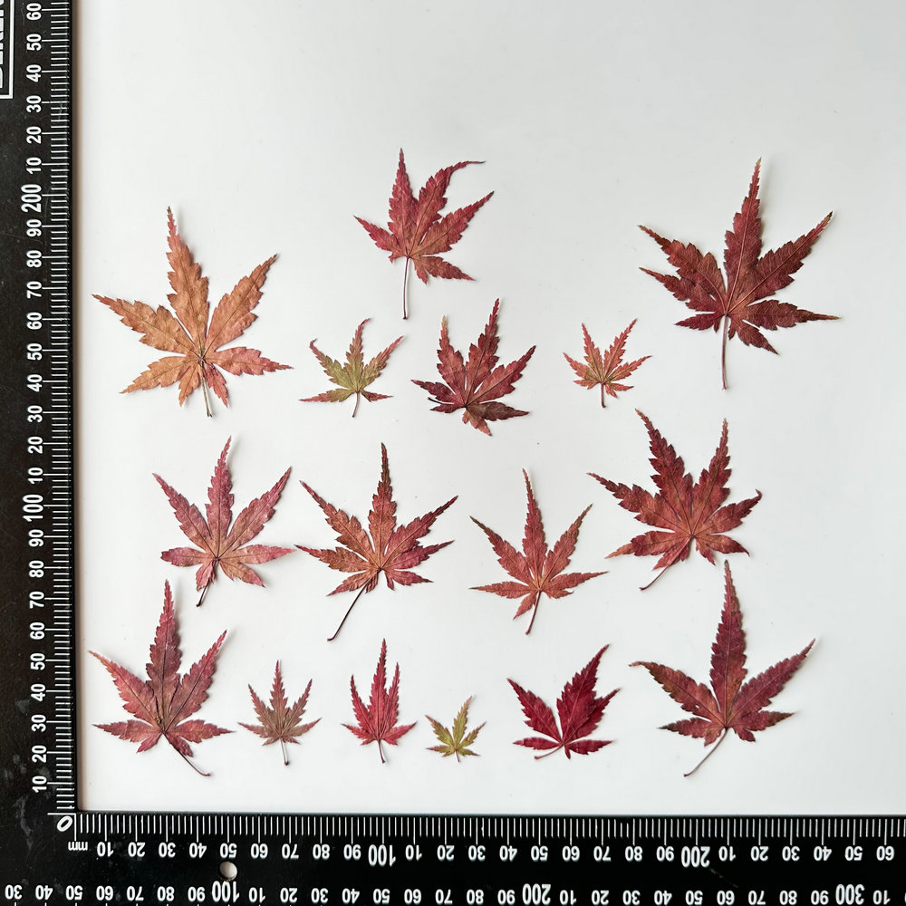 MH445 Feuille Momiji