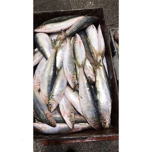 <span class=keywords><strong>Sardinas</strong></span> Congeladas Enteras Redondas IQF 100-200g 200-300g, Empaque Personalizado para Compradores Globales - Product Image 1