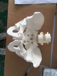 A1039 Model panggul ukuran hidup dengan 2 Model Vertebra Lumbar (PVC) untuk sains medis - Product Image 2