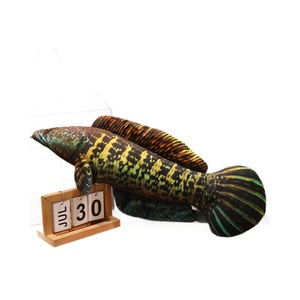Realistic 3D Fish Plush Toy Simulation Carp Salmon Pillow Soft Stuffed Animal Cat Kicker Interactive Pet Supplies Funny Gift - Product Image 5