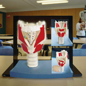 Structure <span class=keywords><strong>du</strong></span> larynx médical <span class=keywords><strong>humain</strong></span> de haute qualité et modèle d'enseignement médical élargi fonctionnel - Product Image 6