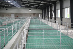 Bâtiment de poulailler <span class=keywords><strong>en</strong></span> structure acier préfabriquée entièrement ventilée, design moderne - Product Image 6