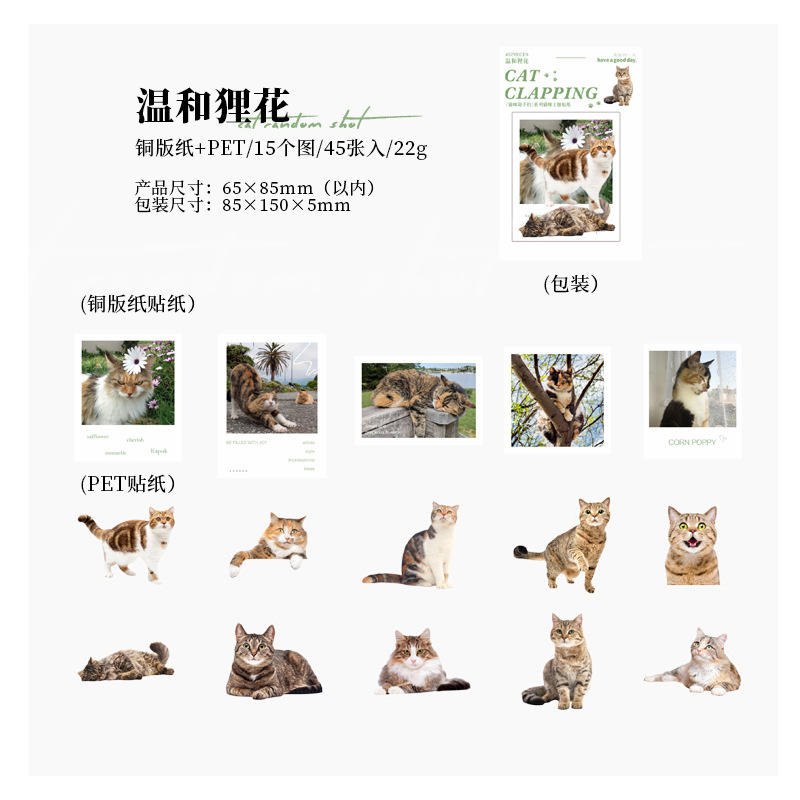 D 4 Mild Beaver Flower