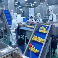 Sortie d'usine personnalisable tout nouveau distributeur automatique de frites en acier inoxydable 304 de qualité alimentaire frites friteuse cuisine
