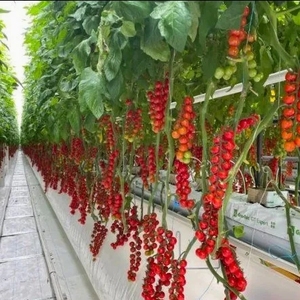 Invernadero de vidrio grande agrícola <span class=keywords><strong>Precio</strong></span> Invernadero de vivero hidropónico solar comercial con sistema de cultivo de <span class=keywords><strong>lechuga</strong></span>/tomate - Product Image 6