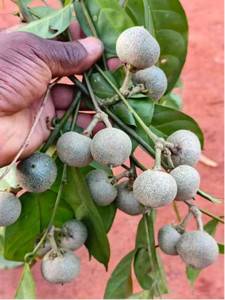 Farmtory brazzein 90: chất làm ngọt tự nhiên Bột - Product Image 3