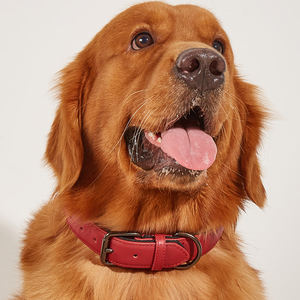 Hete Aanbieding MHC Kauwbestendige Lederen Hondentuig - Volnerf Runderleer Verdikt voor Actieve Honden - Product Image 5