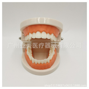 Modelo de Enseñanza de Cepillado de Dientes para Jardín de Infancia con Caja de Empaque, Kit de Demostración Educativa - Product Image 4