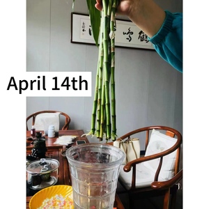 <span class=keywords><strong>Creeping</strong></span> Rooting Grânulos Funcionais aqua-plant Rooting Manutenção Grânulos - Product Image 4