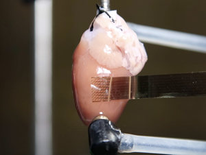 Anpassbare Flexible MEA für Kardiologische Elektrophysiologie-Studien <span class=keywords><strong>in</strong></span> Kleinen und Großen Tiermodellen - Product Image 3